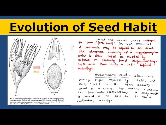 heterospory and seed habit pdf