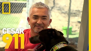 Fear of Loud Noises | Cesar 911