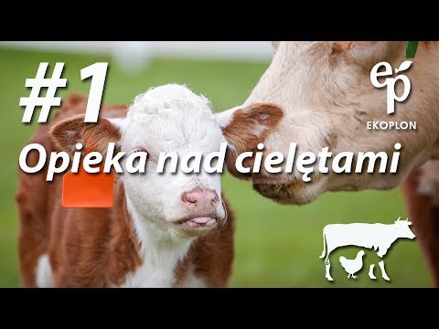 Wideo: Jak Zmniejszyć Cielęta