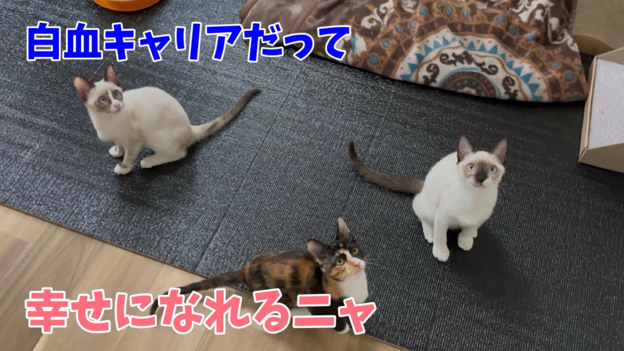 【沖縄っ子】白血キャリア3兄妹は幸せにやってます！