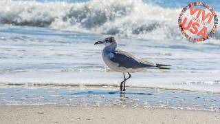 Super Cute With Deeded Beach Access (#26) - Sleeps 5 | United States 🏨