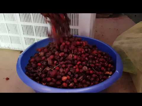 ქართული ასკილის წვენი ევროპაში