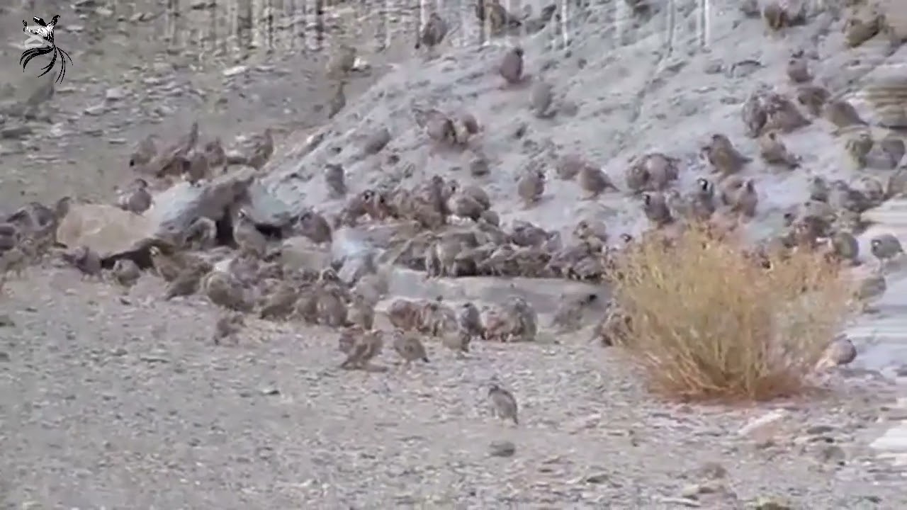 The Secret Life of Partridges | World’s Most Beautiful Game Bird