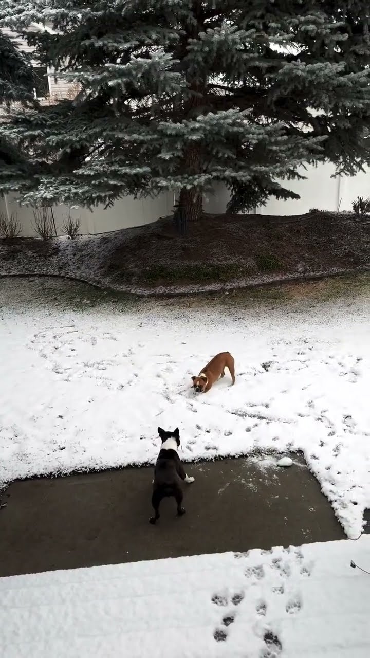 Boston Terrier Spins Zoomies Through Snow || ViralHog