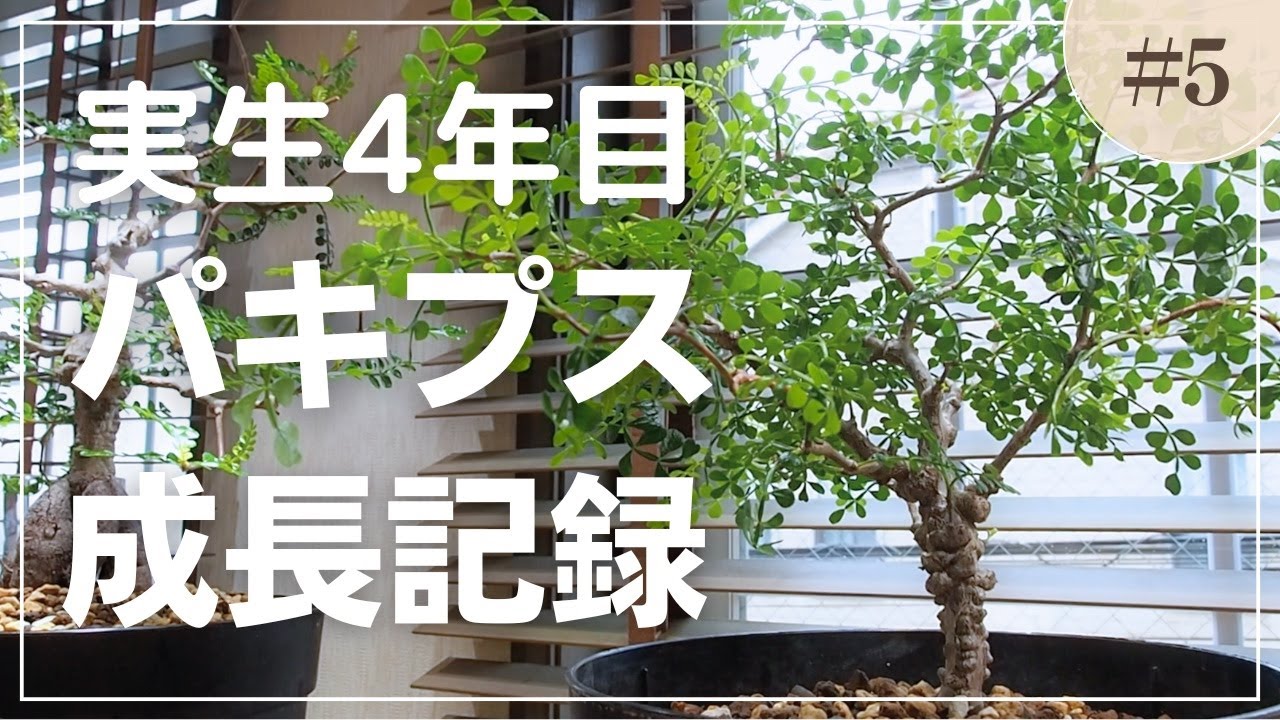 実生4年目パキプス成長記録！実生2年目の株を購入して2年間の成長過程をご紹介！