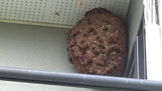 中島村でスズメバチ駆除- ベランダの天井に9月の巨大な蜂の巣!駆除するのも恐ろしい! Hornet Nest Removal