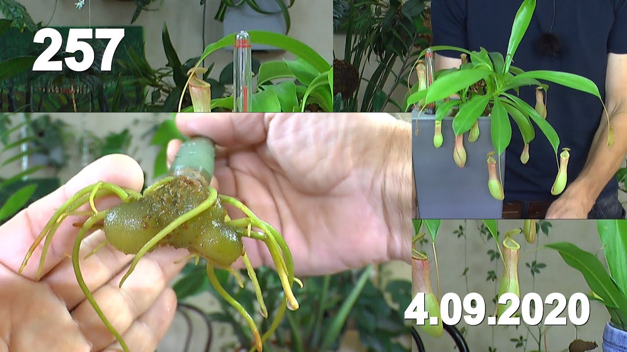 Zimmerpflanzen Glücksfeder Anzucht und Pflege. Karnivoren die Kannenpflanze ohne Torf