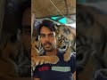 baby tiger 🐅 #shorts #love