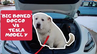 Can my 100lb Doggo fit in the Tesla Model Y?