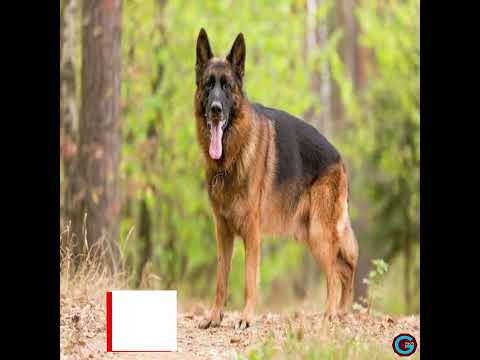 10 Cheapest Dog