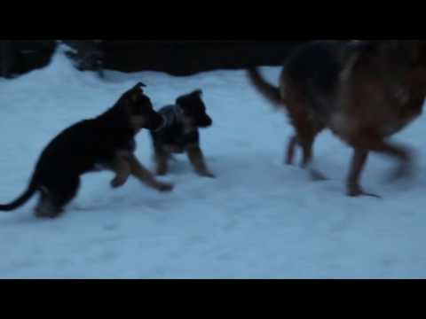 Video: Jei Jūsų Augintiniai Turi Vokiečių Aviganį