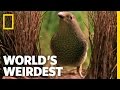 World's Weirdest - Bowerbird Woos Female with Ring