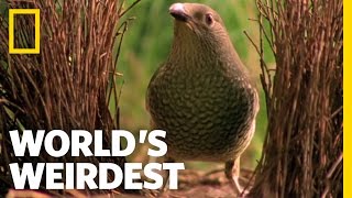 Bowerbird Woos Female with Ring | World's Weirdest