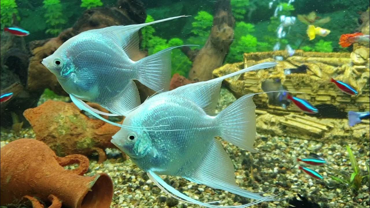 Pesci tropicali d'acqua dolce - YouTube