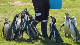 Penguin Walk at Welsh Mountain Zoo