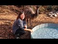 Our Emu's Reaction To His New Pool Wasn't What We Expected!