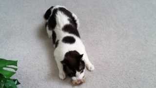 Old Cat Still Loves His Catnip! by Kathleen Rockney 88 views 10 years ago 2 minutes, 47 seconds