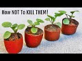 Do these 10 things to care for seedlings without killing them