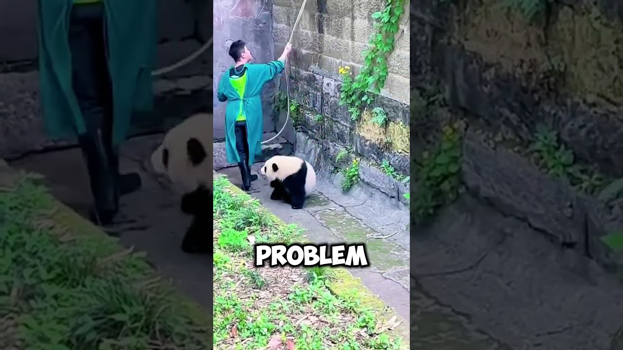 The Toughest Job in China: Caring for Baby Pandas! 🐼 