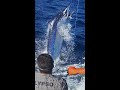 IFISH COOKTOWN GIANT MARLIN