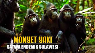 Download Lagu Black Yaki Monkeys!!! Endemic Primate of Sulawesi's Forests MP3