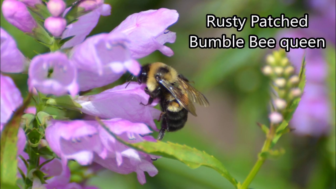 Habitat Improvement for the Rusty Patched Bumble Bee