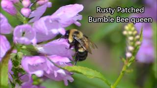 Habitat Improvement For The Rusty Patched Bumble Bee
