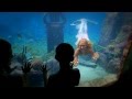 Atlantis Aquaventure Waterpark!  Paradise Island Bahamas ...