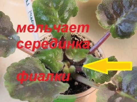 ЗАБИТЫЙ ЦЕНТР ФИАЛКИ. РАСТУТ МЕЛКИЕ ЛИСТИКИ.