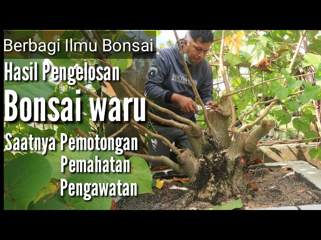 Bonsai waru super hasil pengelosan bersama Donald Afandi class=