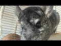 Chillychinchilly🐀🐾 is live