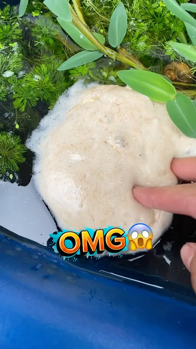 giant betta egg nest#bettafishtank #betta