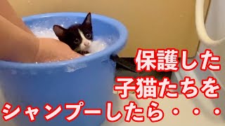 【閲覧注意】保護子猫をシャンプーしたらとんでもない数の〇〇が / I gave the rescued kittens a shampoo. #002