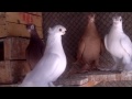 бойные голуби чирчик( часть 3)