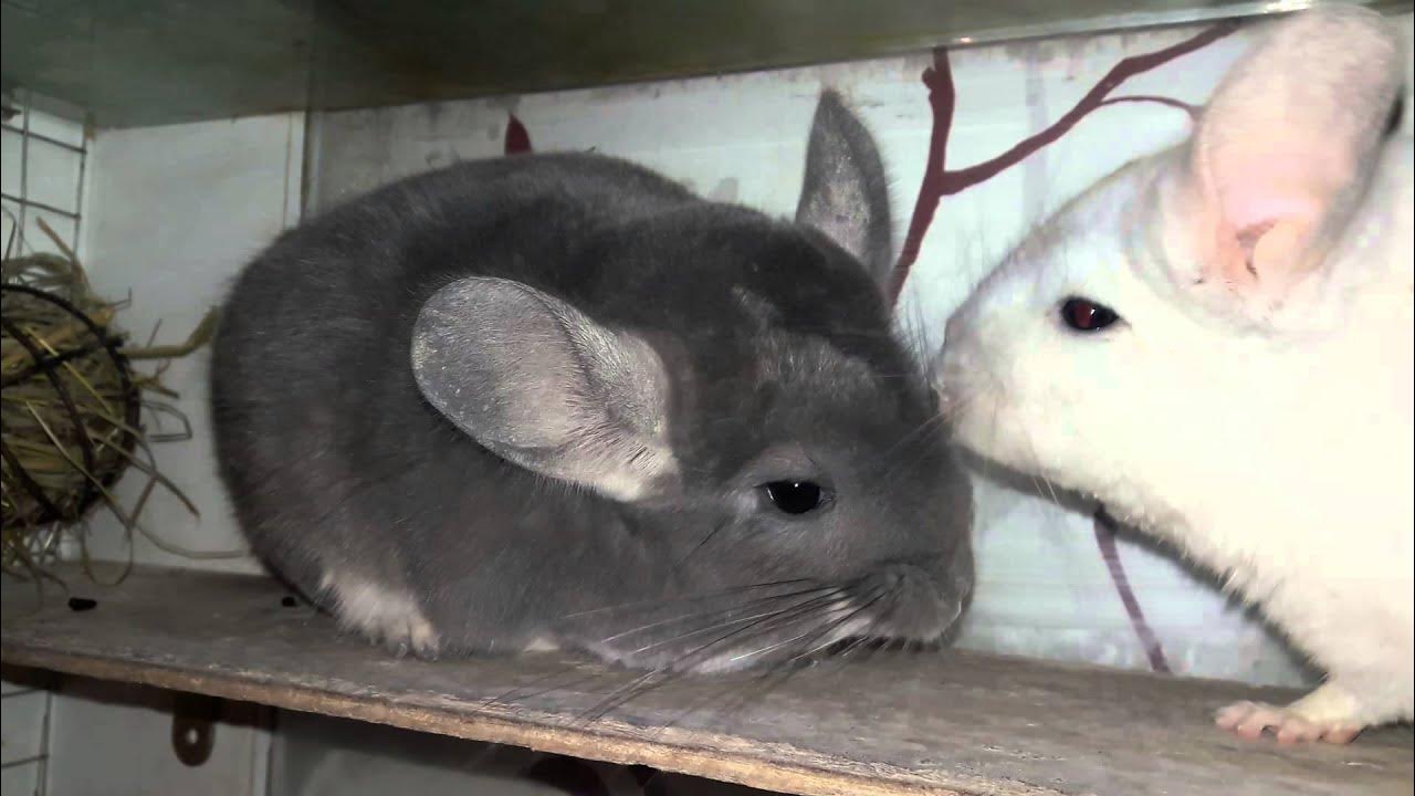 Жыныстық серіктес алмасу