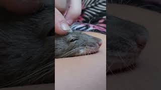 Nap time for Baby Rat