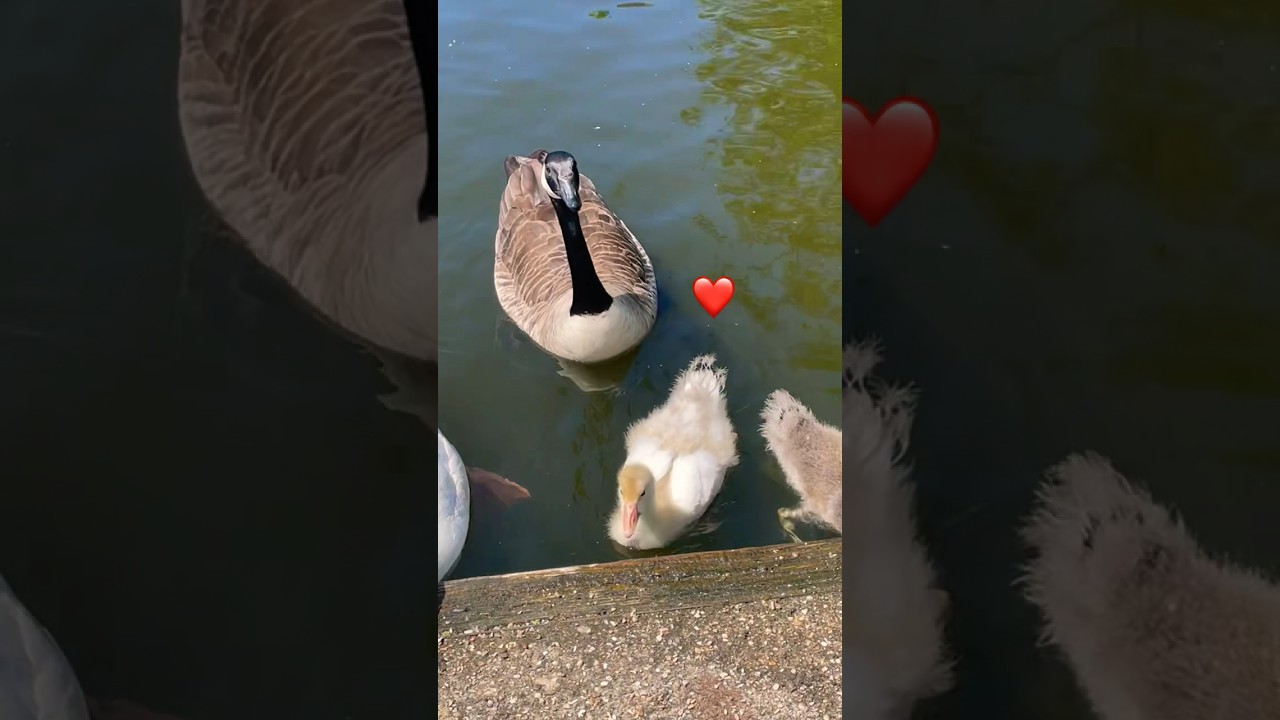 Beautiful geese and their goslings, at the Park.  