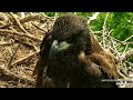 Águila calva, ultimas etapas del desarrollo de DH2 hasta su salida del nido, parte III