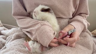 指をチョン切られたと思って叫んじゃった 【モルモットの爪切り・鳴き声】Overreaction guinea pig