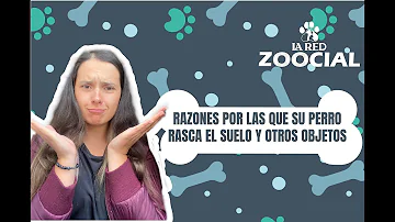 ¿Por qué los perros rascan el suelo antes de tumbarse?