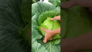Growing cabbage on the balcony is very easy, the cabbage is large and productive