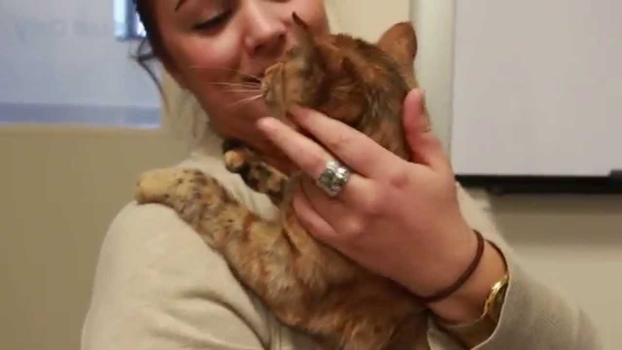 horseshoe bend Sue, the Rare Male Torbie, Needs a Home