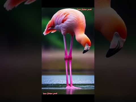 هل تعلم أن بعض أنواع الطيور تنام وهي واقفة على ساق واحدة للحفاظ على الحرارة معلومات عامة