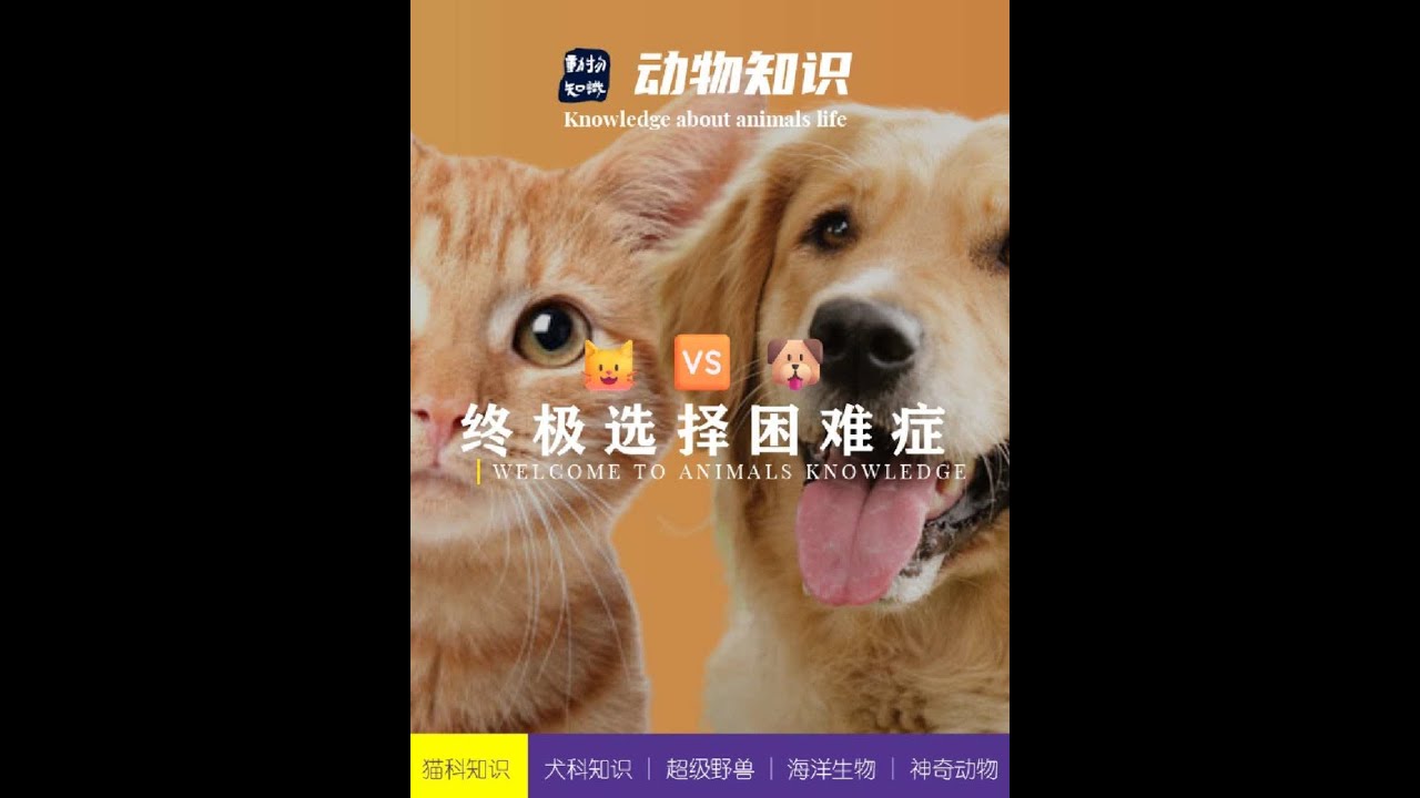 猫和狗,哪一种宠物更适合你?#万物可爱计划 #这是我一手养大的猫 #小狗是宠物更是家人 #猫狗 #猫狗双全 - YouTube