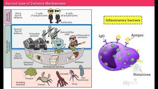 Immunity | 12th Grade | Biology  | CBSE