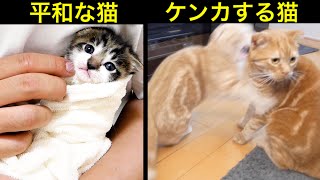ケンカをする先住猫たちとタオルに包まれる赤ちゃん子猫の違い。