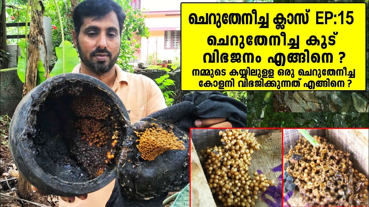 ചെറുതേനീച്ച ക്ലാസ് EP:15| Cherutheneecha Class EP15 |Cherutheneecha colony vibhajikkunnathu engine ?