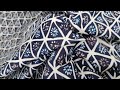 Video: Woven co flowers