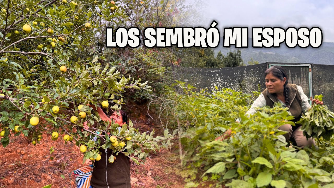 Regalando las primeras frutas, quelites y otras cositas que se dan en el ranchito