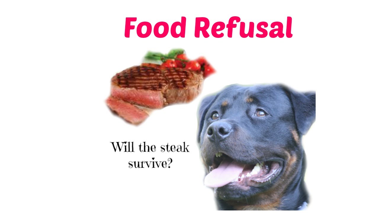 Dog vs Steak Rottweiler Food Refusal Training YouTube